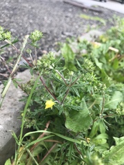 Potentilla intermedia