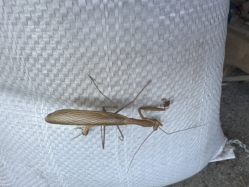 European Mantis