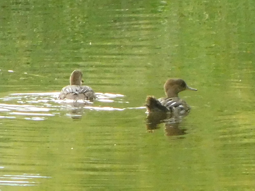 Hooded Merganser