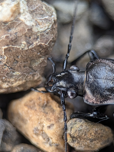 Granulated Ground Beetle