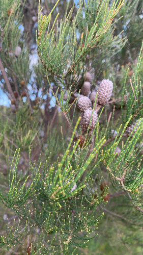 Allocasuarina lehmanniana (Allocasuarina lehmanniana)
