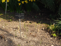 Geranium wallichianum