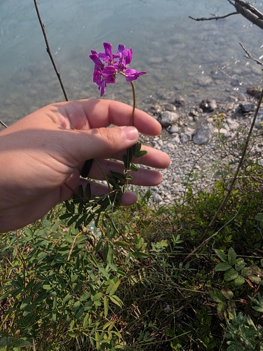 Hedysarum boreale, photograph 4