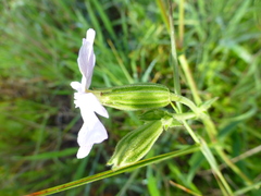 Silene rigens
