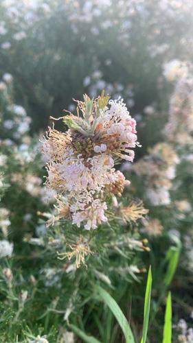 Grevillea crithmifolia, photograph 4