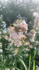 Grevillea crithmifolia, photograph (c) Millie Brady, some rights reserved (CC BY)