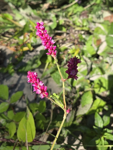 Persicaria orientalis, photograph 4