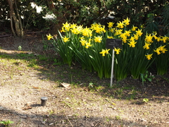 Narcissus