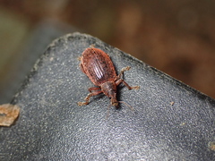 Polydrusus mollis