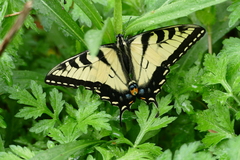 Papilio glaucus