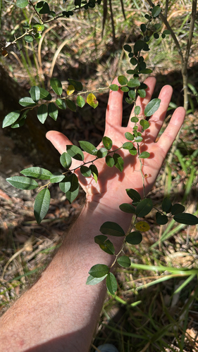 Cockspur Thorn