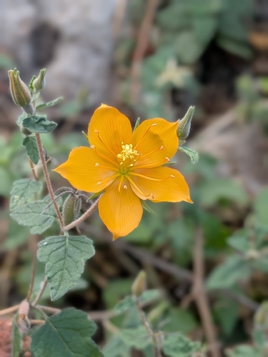 Mentzelia hispida, photograph 6