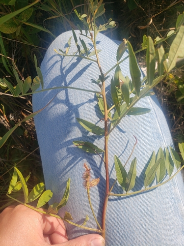 Wild Licorice