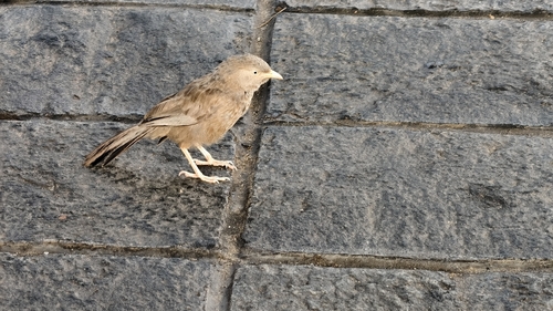 Yellow-billed Babbler