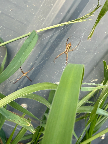 Banded Garden Spider