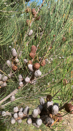 Allocasuarina lehmanniana (Allocasuarina lehmanniana)