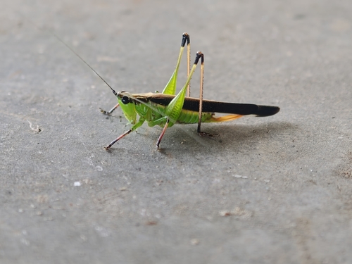 Black-kneed Meadow Katydid