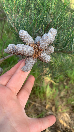 Allocasuarina lehmanniana (Allocasuarina lehmanniana)