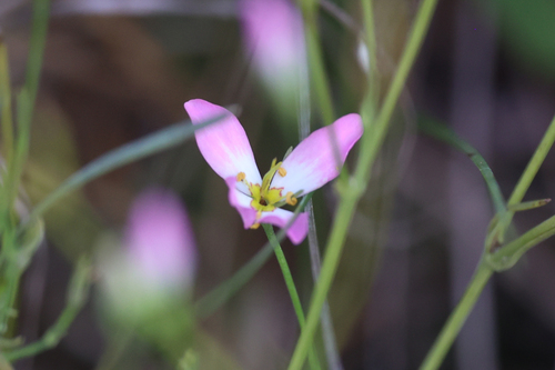 Sabatia stellaris, photograph 3
