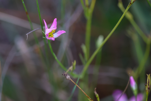 Sabatia stellaris, photograph 4