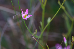 (c) Tom Field, some rights reserved (CC BY) Sabatia stellaris, photograph (c) Tom Field, some rights reserved (CC BY)