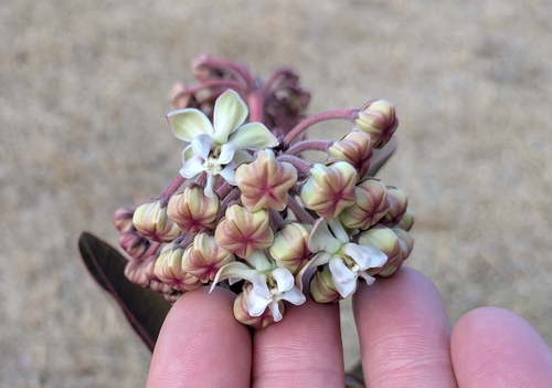 Asclepias glaucescens