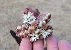 Asclepias glaucescens