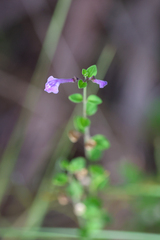 Scutellaria havanensis