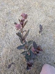 Asclepias glaucescens, photograph (c) Delano, some rights reserved (CC BY)