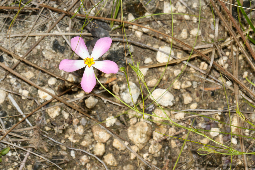 Sabatia stellaris; photograph (c) Tom Field, some rights reserved (CC BY)