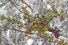 Ludwigia microcarpa, photograph (c) Tom Field, some rights reserved (CC BY)