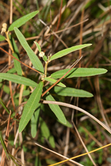 Croton linearis, photograph (c) Tom Field, some rights reserved (CC BY)