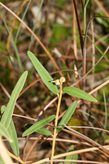 Croton linearis, photograph (c) Tom Field, some rights reserved (CC BY)
