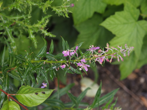 fireweed