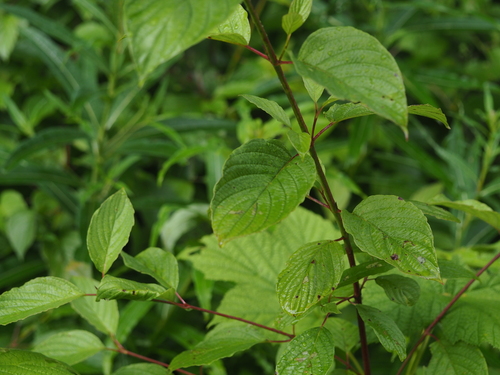red osier dogwood