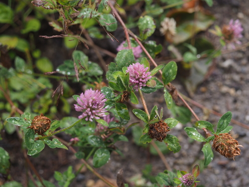Red Clover