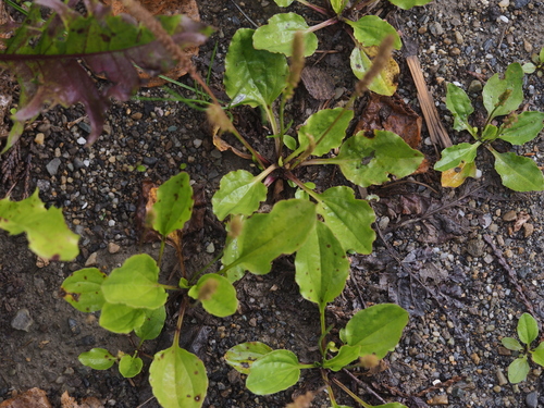 greater plantain