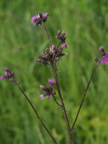 Marsh Thistle