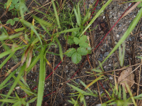 Virginia strawberry