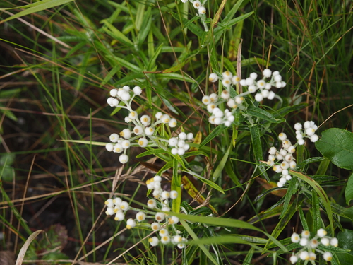 pearly everlasting