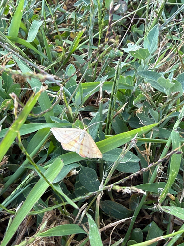 Chickweed Geometer Moth