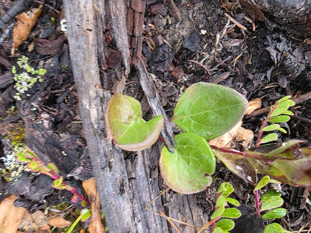 Pyrola asarifolia; photograph author not stated, no rights reserved