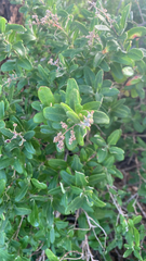 Chenopodium baccatum