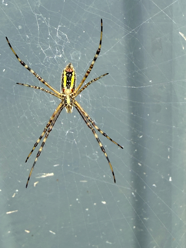 Banded Garden Spider