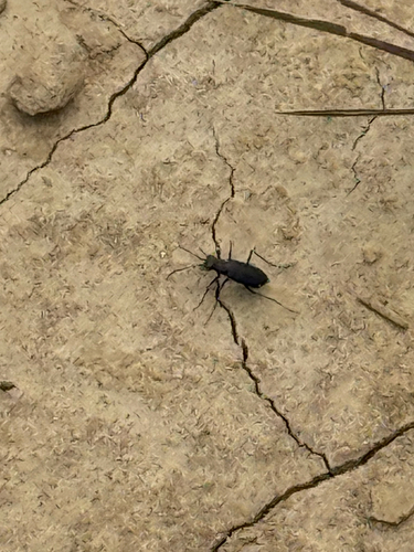 Punctured Tiger Beetle