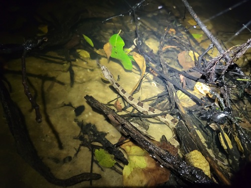 Brown Watersnake