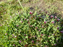 Trifolium variegatum variegatum