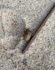 Eurygaster testudinaria