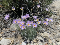Erigeron argentatus