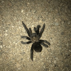 Aphonopelma steindachneri